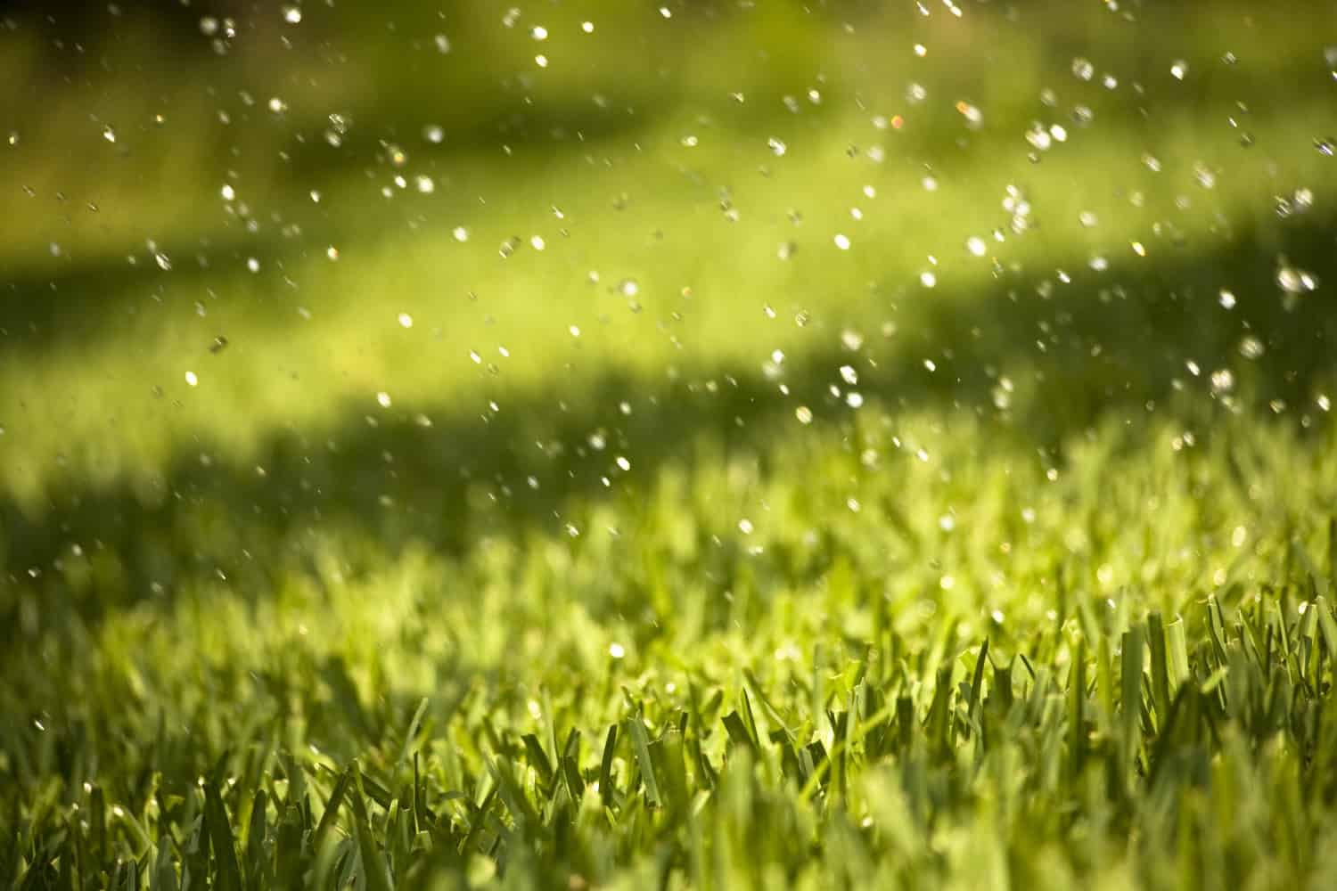 Raindrops falling on wet grass, yard. Empty, noboddy. Raining. Sunny ...