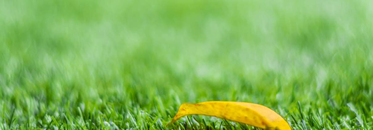 Three Reasons Artificial Grass is the Perfect Drought-Tolerant Landscape -  OC Turf & Putting Greens